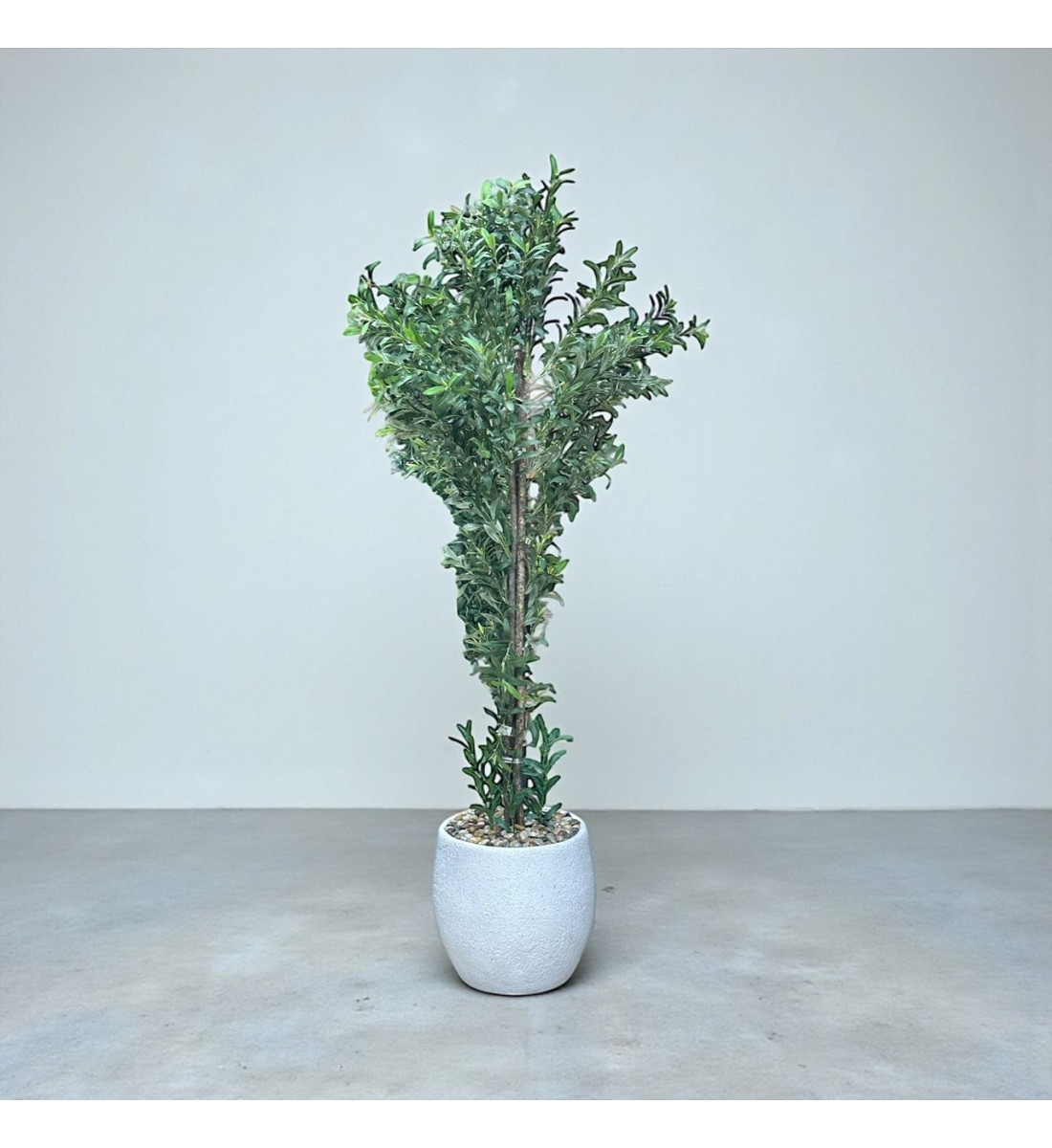 شجرة بمركن صناعية طويلة مزهرة زيتون 2.10متر شجرة بمركن صناعية طويلة مزهرة زيتون 2.10متر