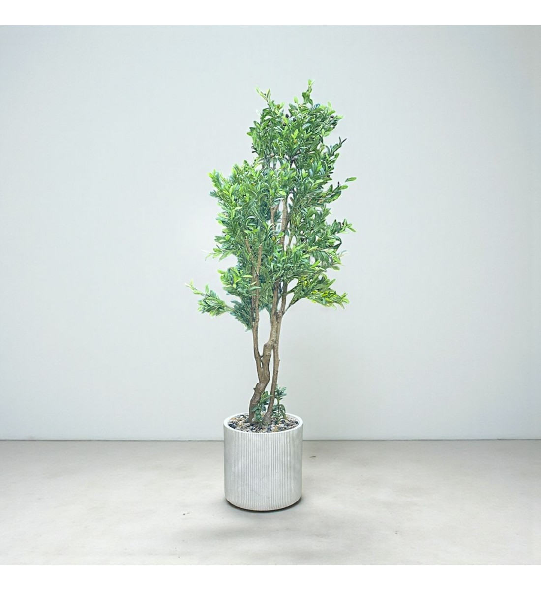 شجرة  بمركن صناعية طويلة مزهرة زيتون 2.10متر