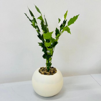 نبتة ديكور أنيقة بتصميم عصري بسيط، تأتي في وعاء دائري 50سم 