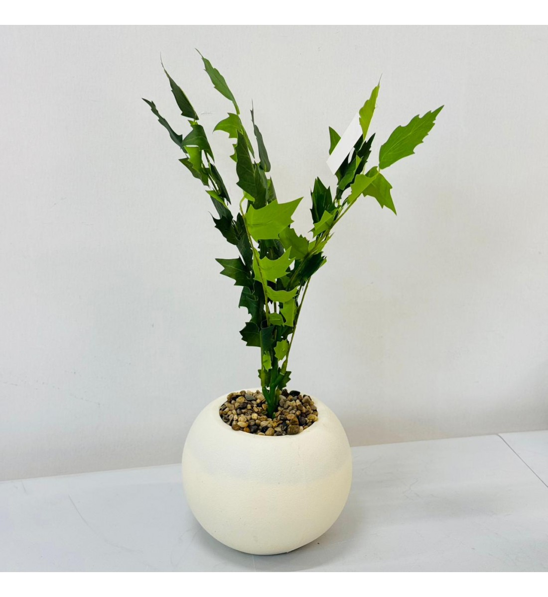 نبتة ديكور أنيقة بتصميم عصري بسيط، تأتي في وعاء دائري 50سم 