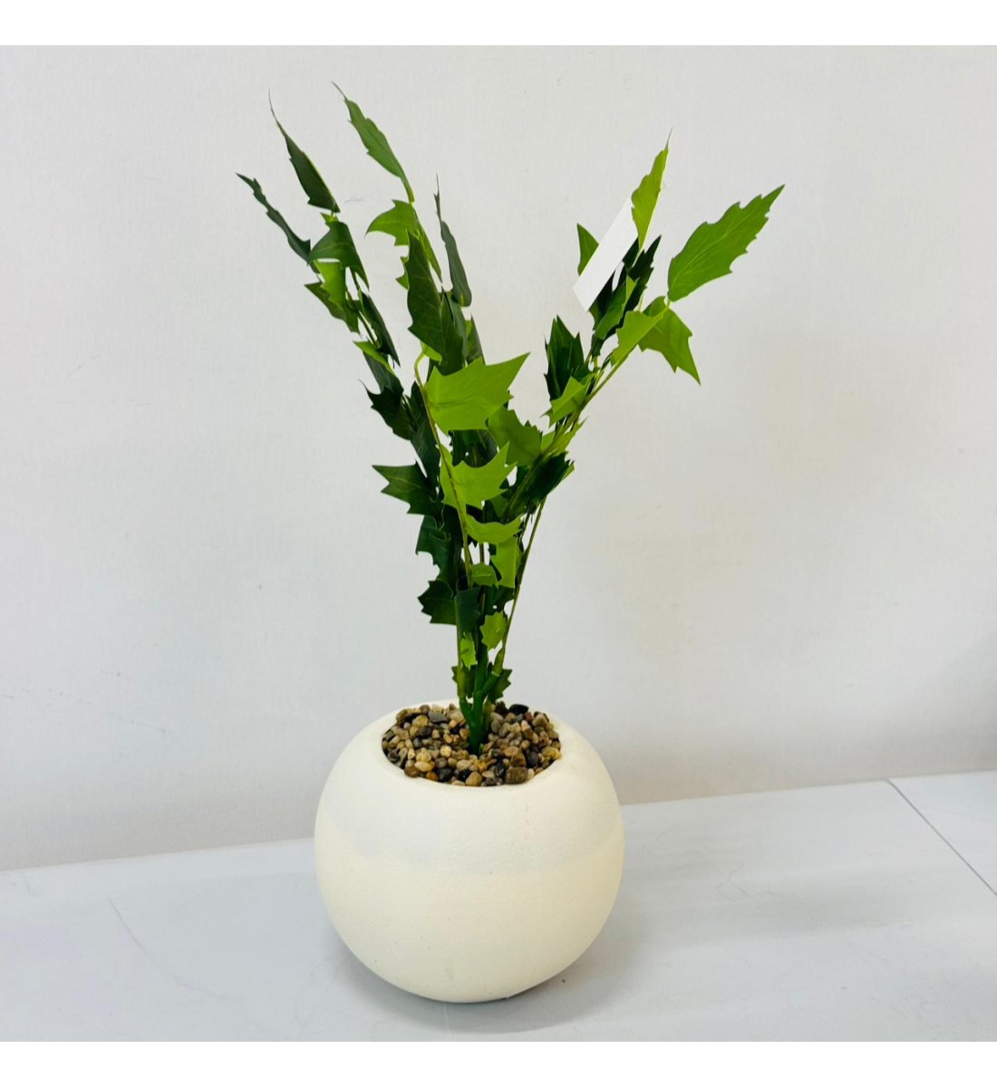 نبتة ديكور أنيقة بتصميم عصري بسيط، تأتي في وعاء دائري 50سم 