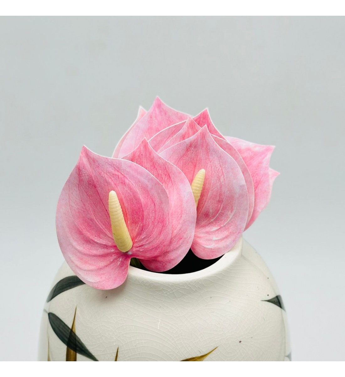 ورد انثريوم بيبي