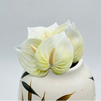 ورد انثريوم بيبي