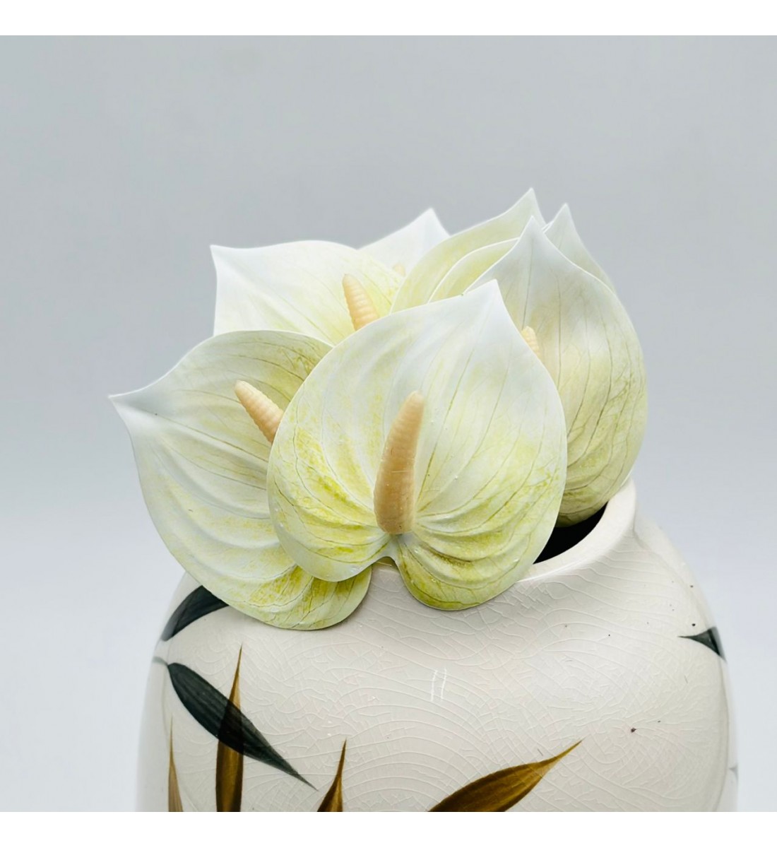 ورد انثريوم بيبي