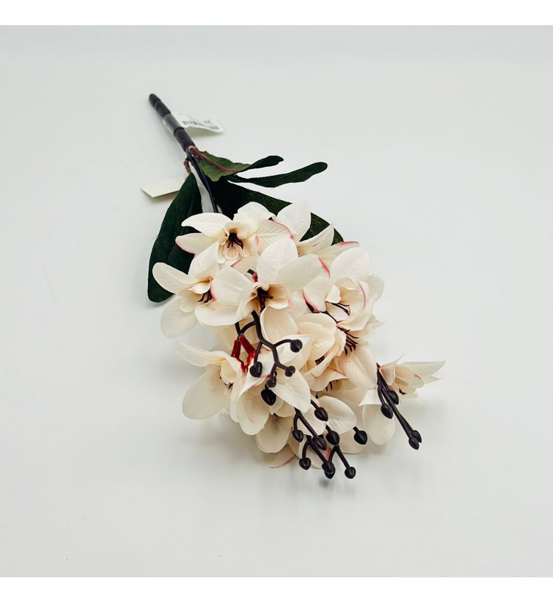 شتلة ورد ابيض