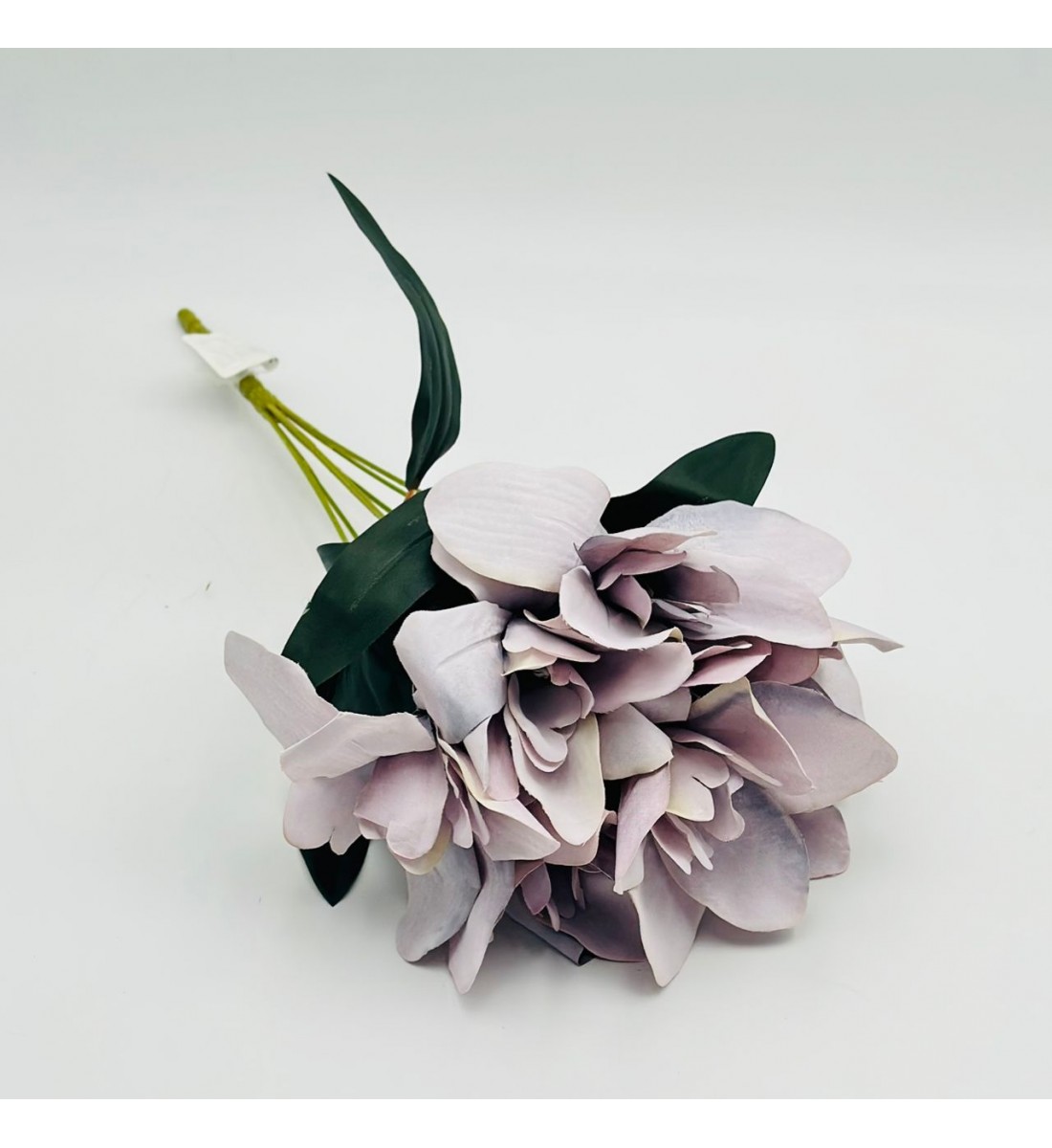 شتلة سمبديوم