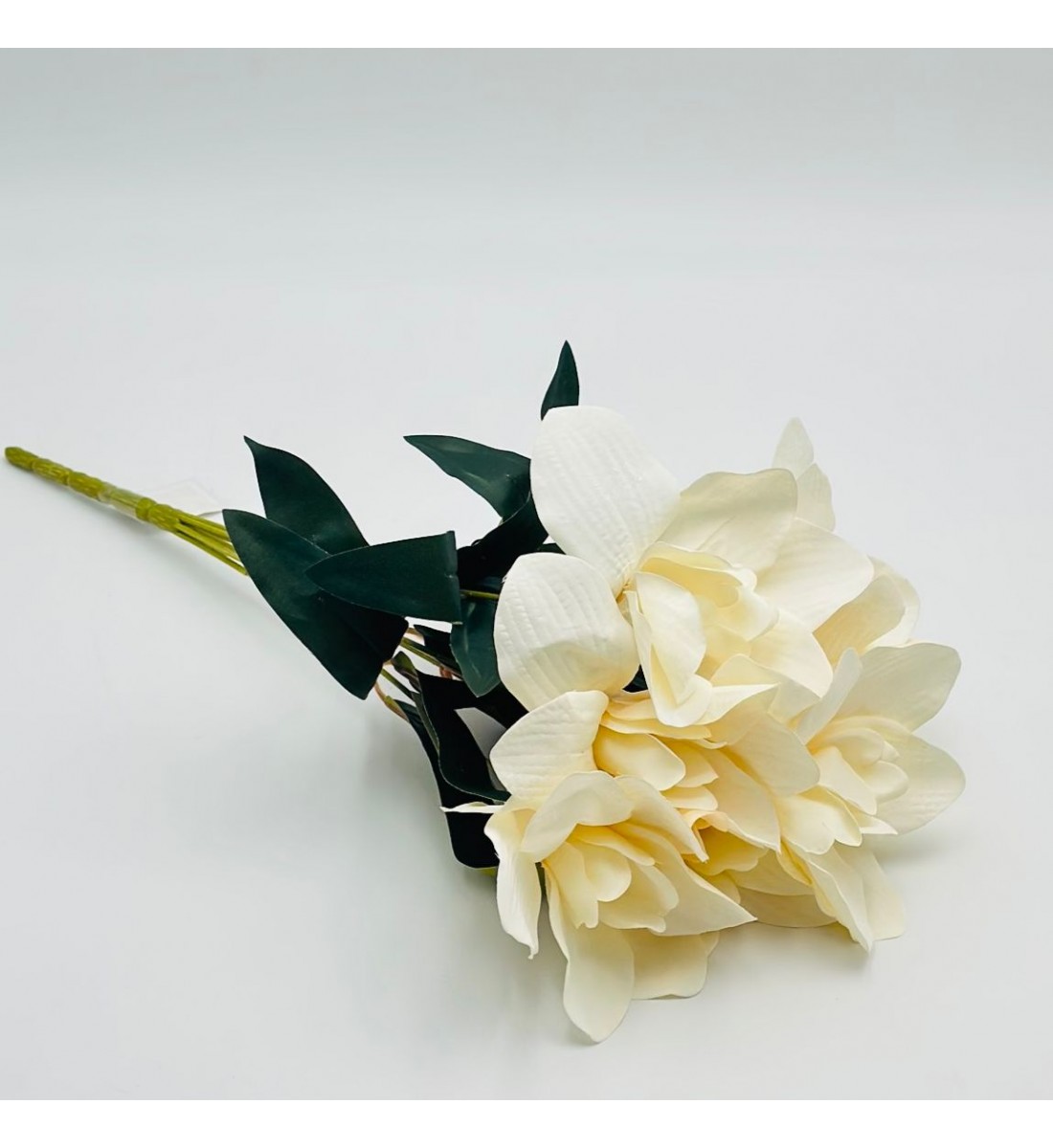 شتلة سمبديوم