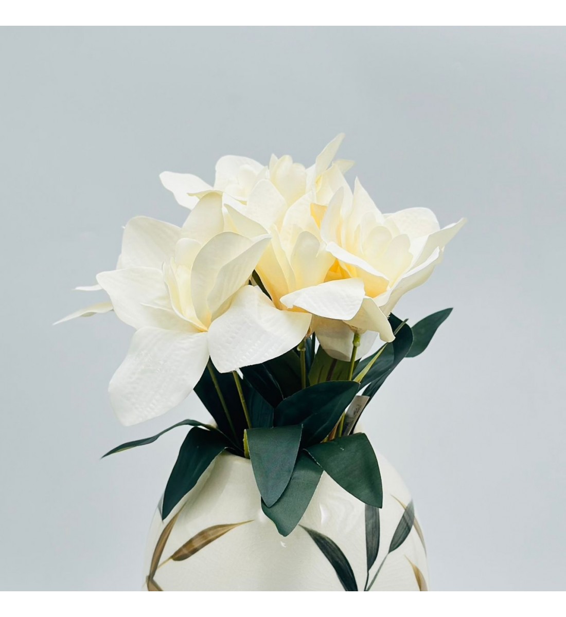 شتلة سمبديوم