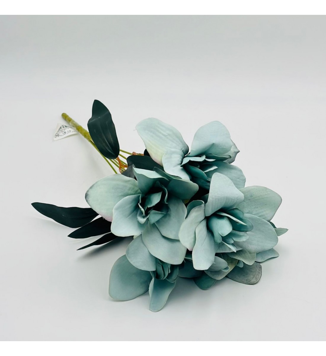 شتلة سمبديوم