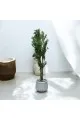  شجرة تزين اوراق الزيتون مركن سيراميك ابيض ارتفاع 2سم تقريبا 