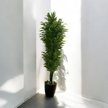 شجر اخضر بمركن بلاستيك  اسود تزيين صناعي 180سم