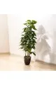 شجر تزيين صناعي  3افرع مع مركن  اسود 150سم