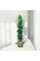 اشجار صناعية زينة ورق شوك مركن ذهبي  الطوال 160 سم 