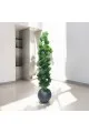 اشجار صناعية زينة ورق شوك مركن اسود الطوال 160 سم 