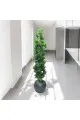 اشجار صناعية زينة ورق شوك مركن اسود الطوال 160 سم 