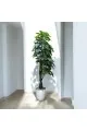 شجر زينة صناعي مع مركن ابيض2متر تقريبا 