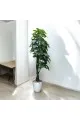 شجر زينة صناعي مع مركن ابيض2متر تقريبا 
