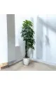 شجر زينة صناعي مع مركن ابيض2متر تقريبا 